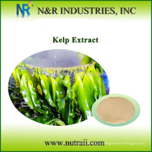 Pó natural do Kelp 100% 60-80mesh, 100mesh, 200mesh